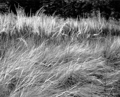 070_grass_Grass yosemite_valley_1944