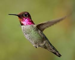 hummingbird 2