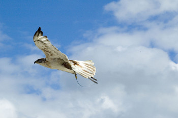 windhover
