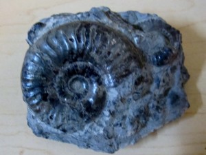 My fossil in rock